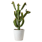 COCOS Kruka XL, Vit