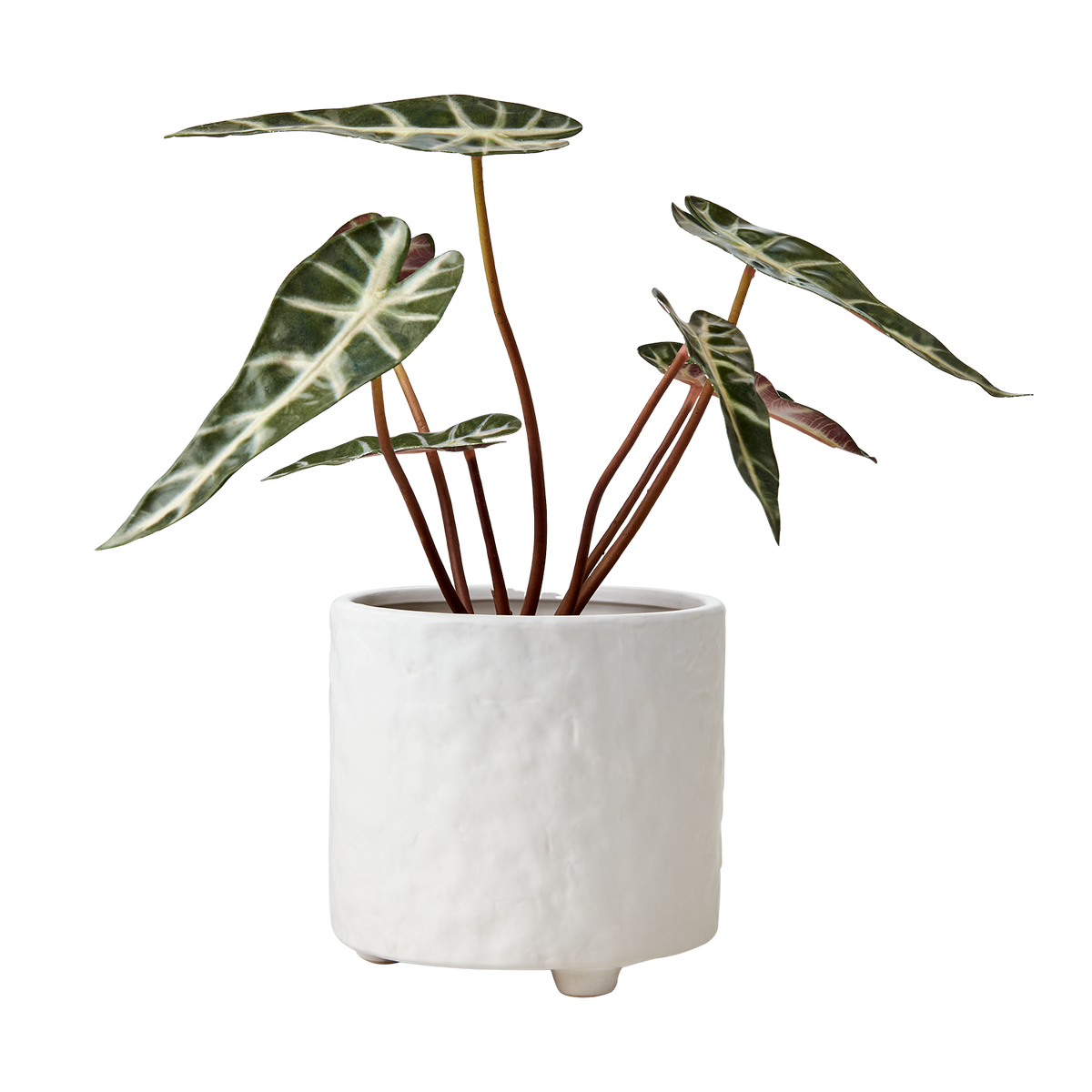 COCOS Kruka M, Vit 2