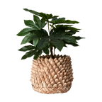 SPIKY Kruka, Natur