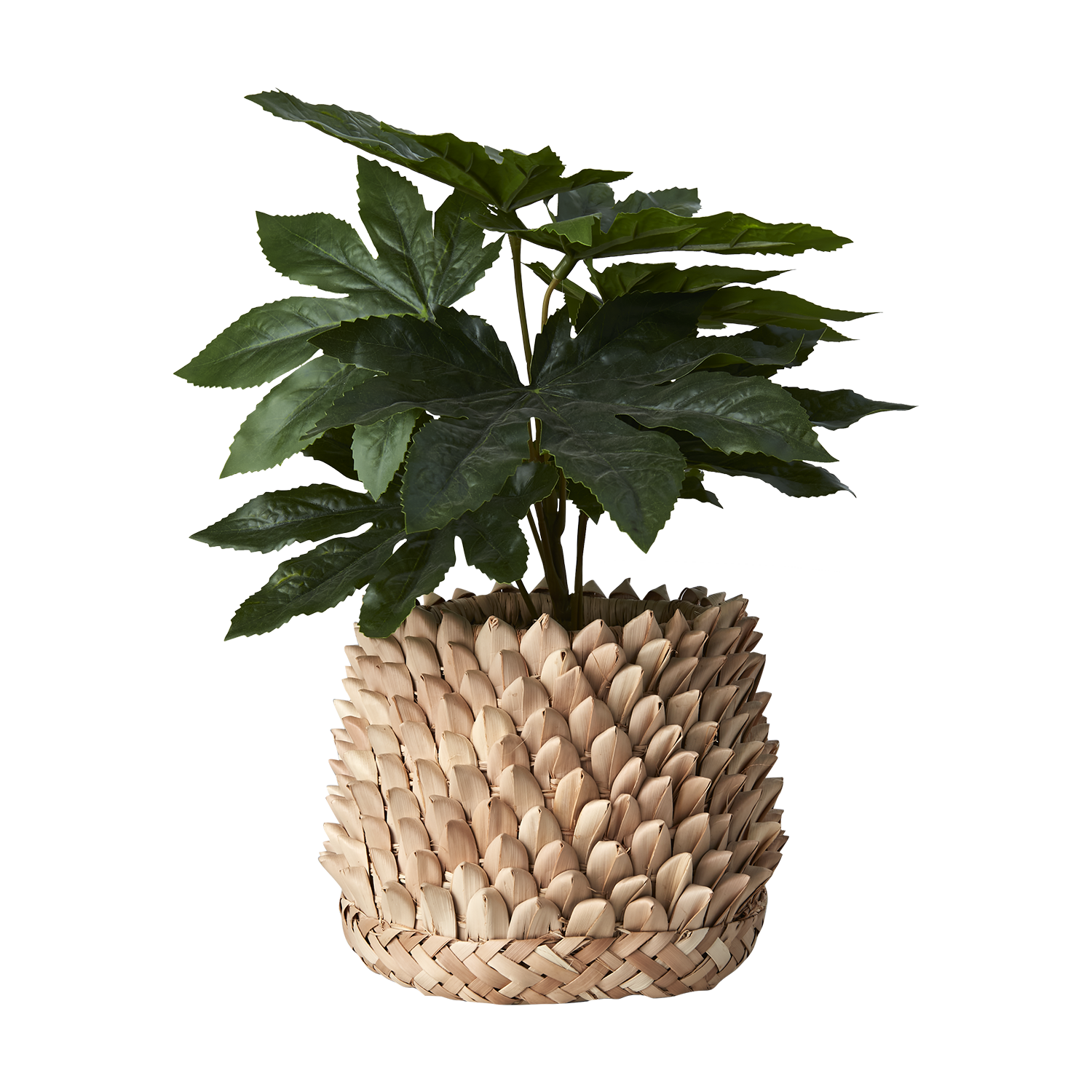 SPIKY Kruka, Natur