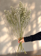 Torkad Brudslöja - Gypsophila, vit