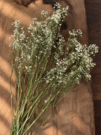 Torkad Brudslöja - Gypsophila, vit