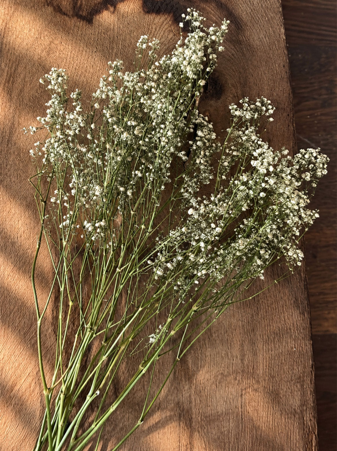 Torkad Brudslöja - Gypsophila, vit