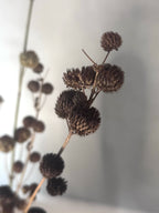Torkade Glasbär, Callicarpa