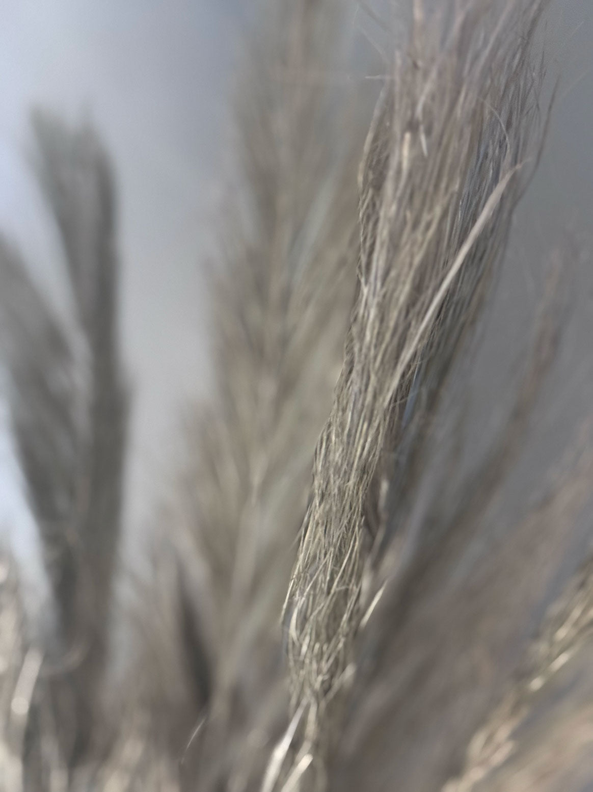 Torkad Palmfiber (Date Jhat)