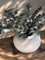 Konserverad Eucalyptus Espiral Grön Småbladig