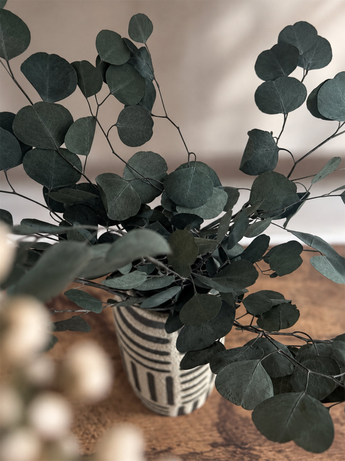 Konserverad Eucalyptus, storbladig