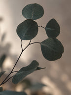 Konserverad Eucalyptus, storbladig