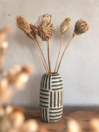 Torkad Ammi Majus
