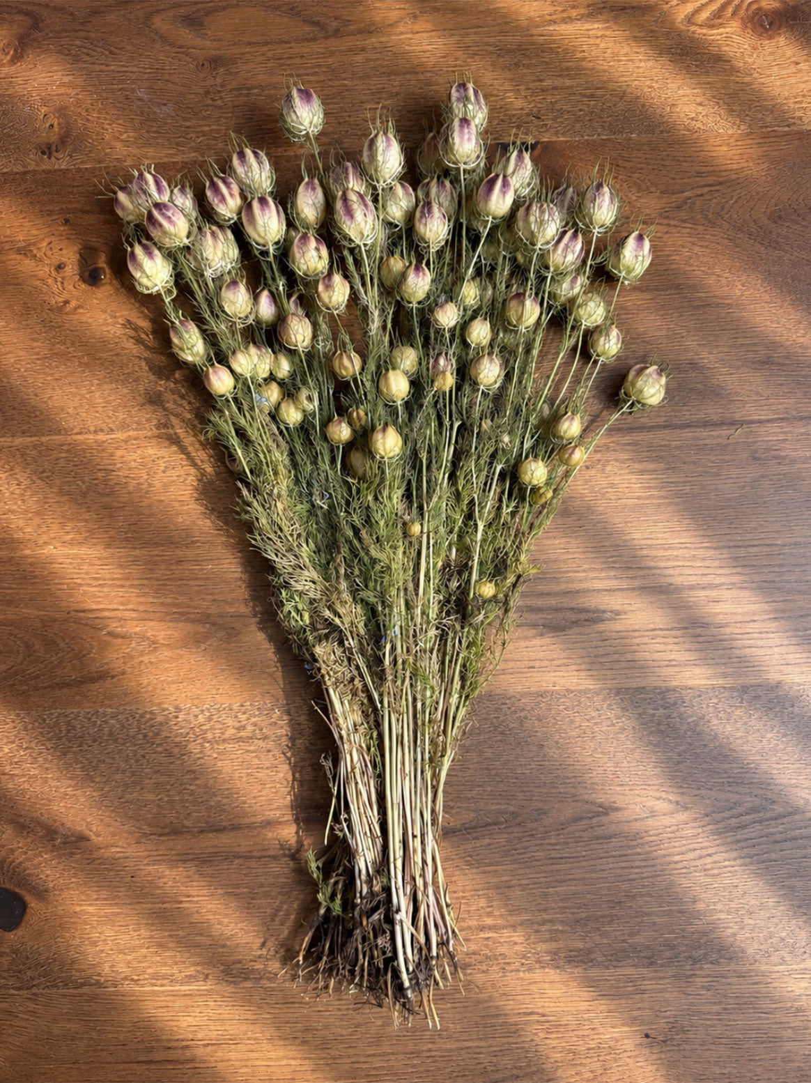 Torkad Nigella, Jungfrun i det grön
