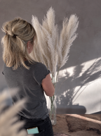 Pampasgräs - Cortaderia Plum 115 cm