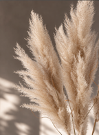 Pampasgräs - Cortaderia Plum 115 cm