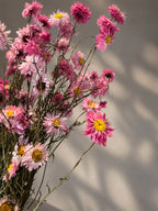 Torkad Roseternell rosa