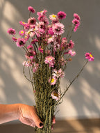 Torkad Roseternell rosa