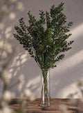 Konserverad Ruscus, Mossgröna