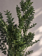 Konserverad Ruscus, Mossgröna