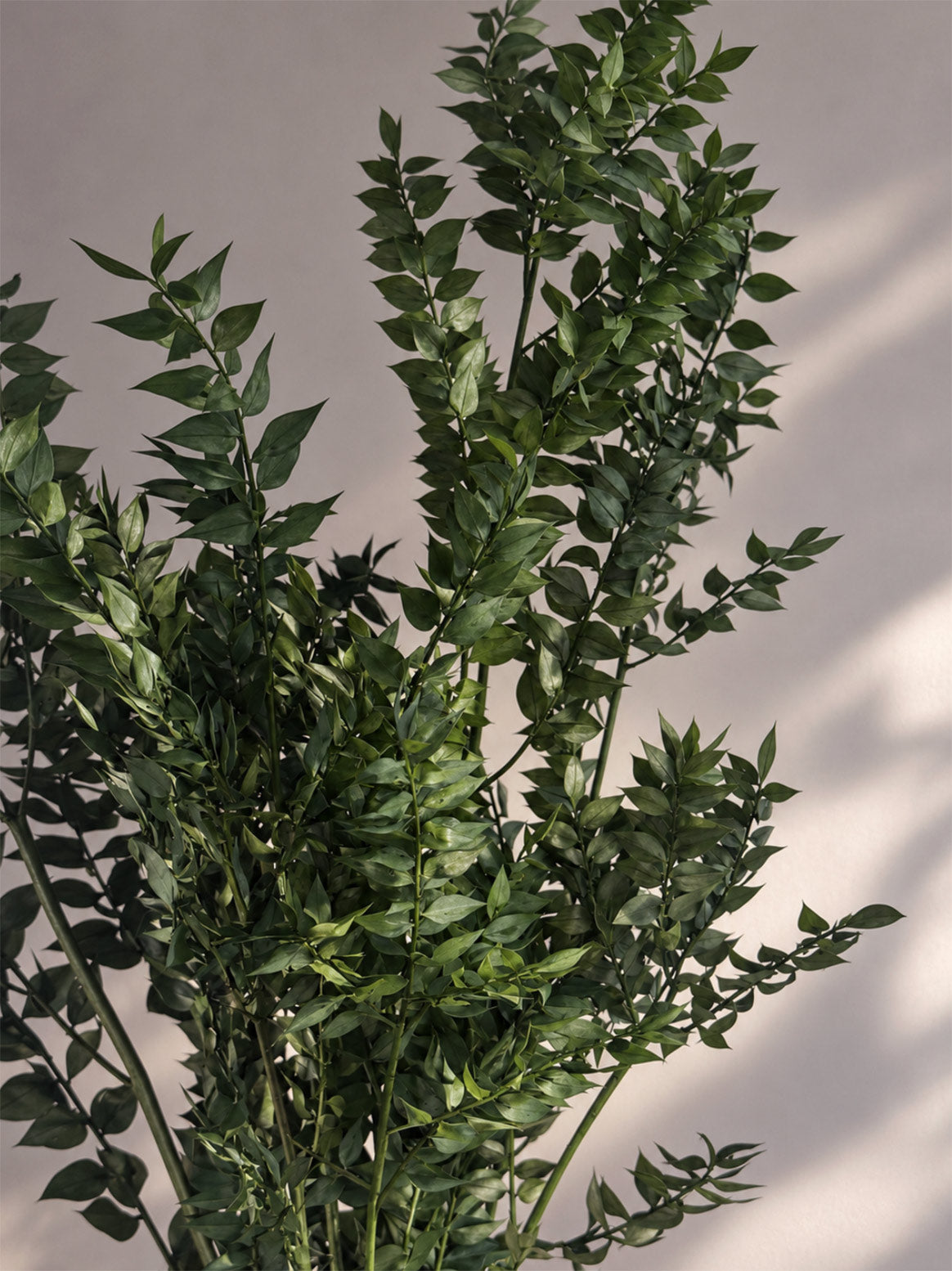 Konserverad Ruscus, Mossgröna