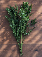 Konserverad Ruscus, Mossgröna