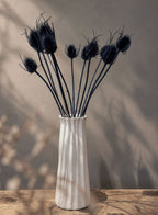 Torkad Teasel, blå