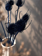 Torkad Teasel, blå