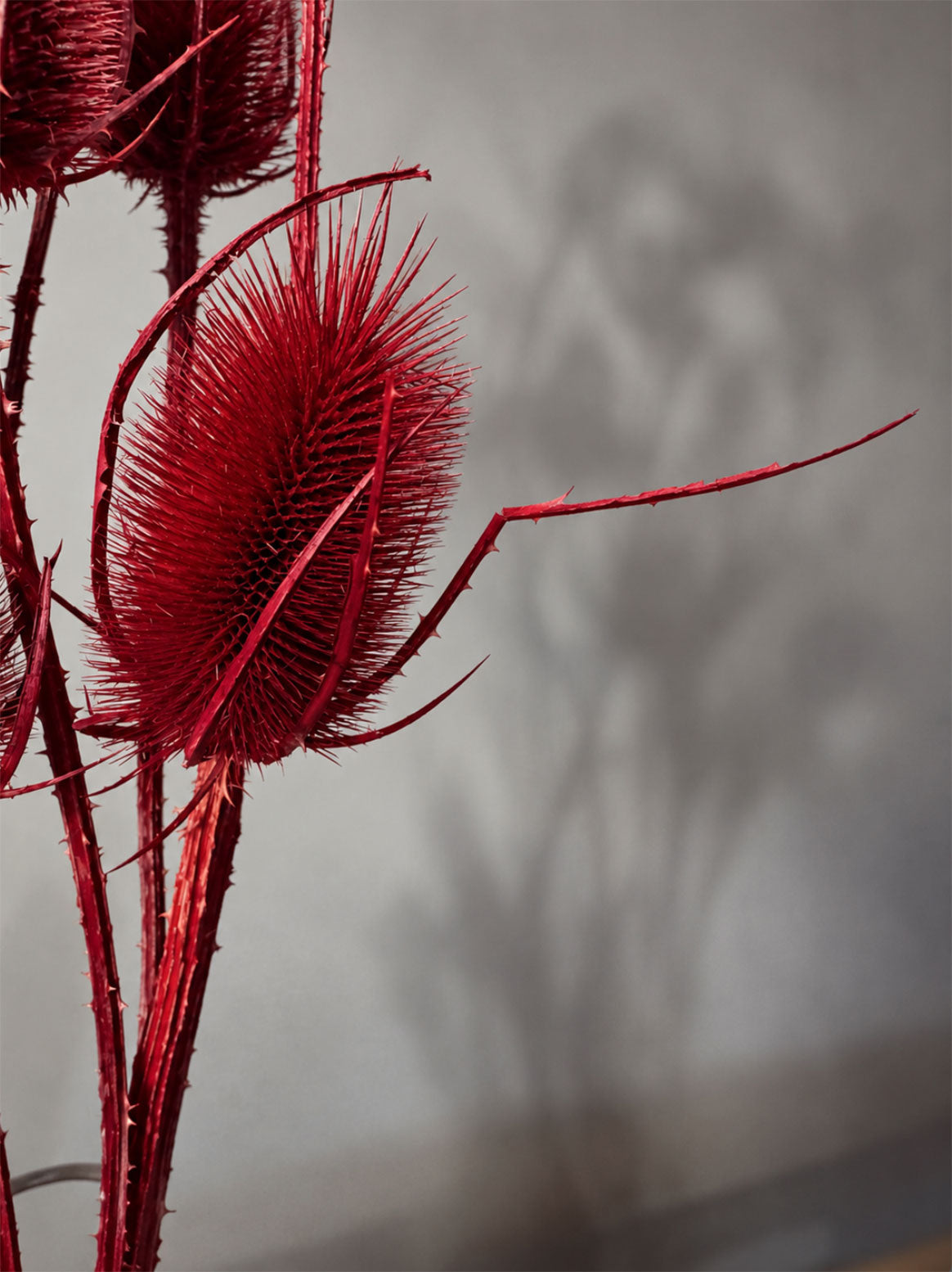 Torkad Teasel, Röd