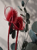 Torkad Teasel, Röd