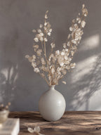 Torkad Lunaria, Judaspenningar