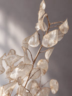 Torkad Lunaria, Judaspenningar