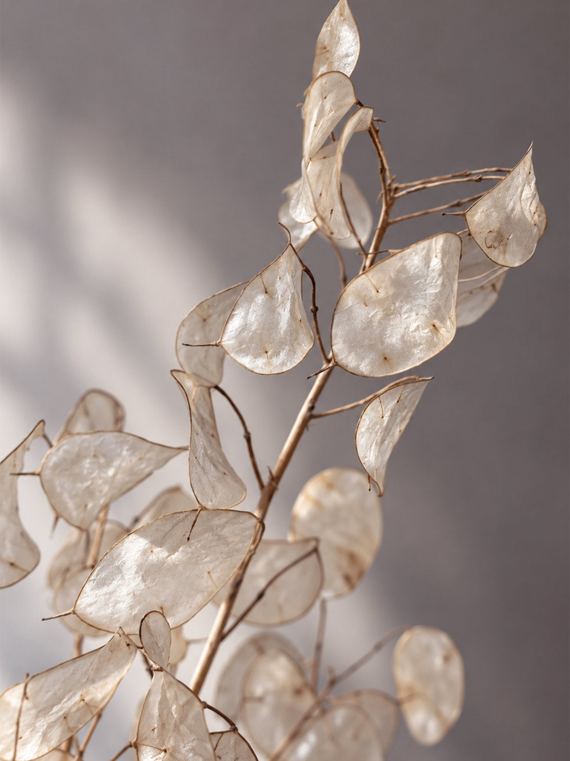 Torkad Lunaria, Judaspenningar
