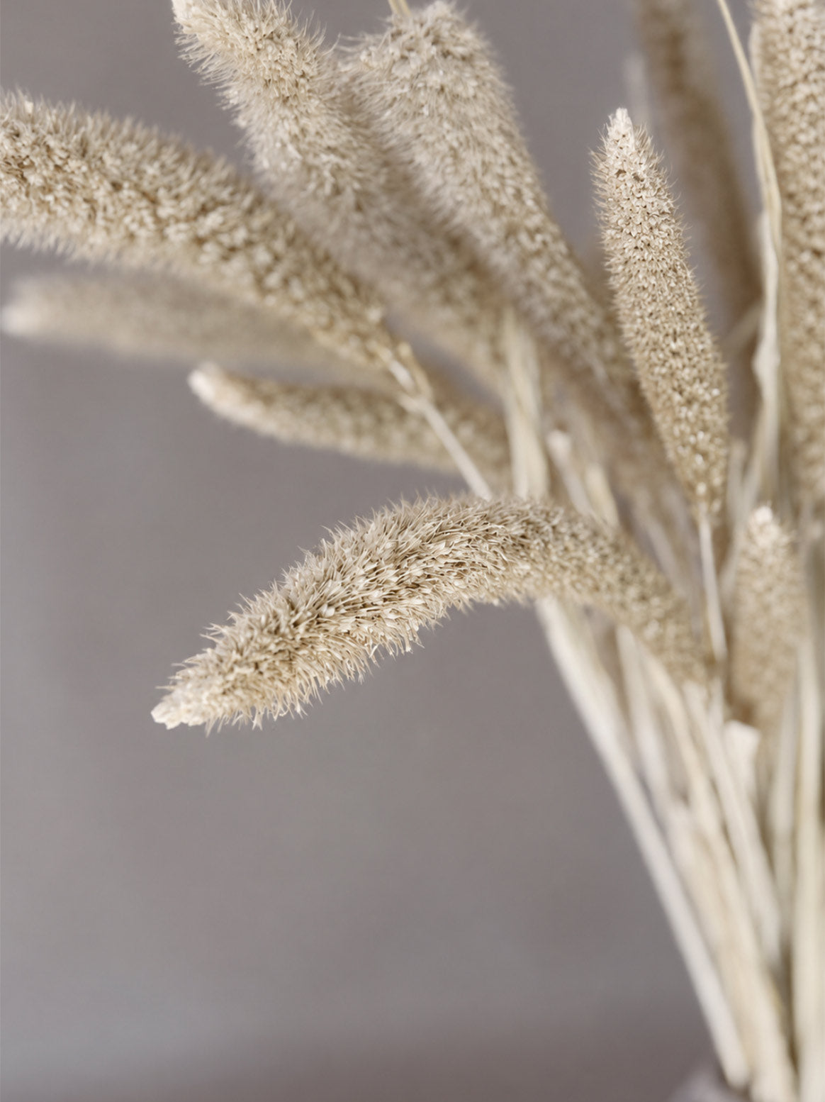 Torkad Setaria